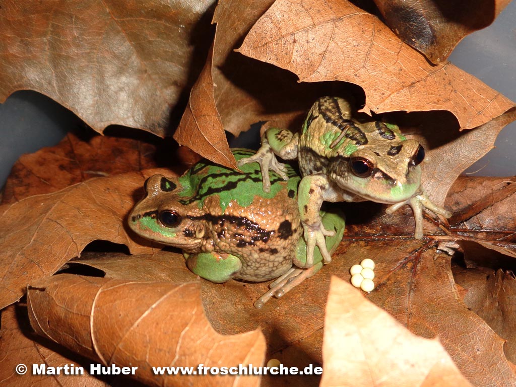 Andean Marsupial Tree Frog (Gastrotheca riobambae) Reptile Forums